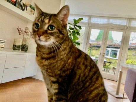 Kat Europese korthaar of huiskat