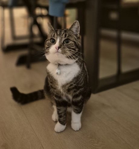 Kat Europese korthaar of huiskat