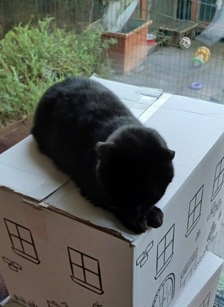 Kat Europese korthaar of huiskat