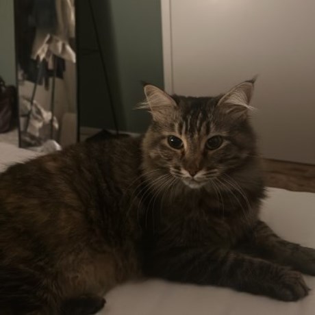 Kat Europese korthaar of huiskat