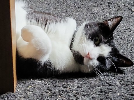 Kat Europese korthaar of huiskat