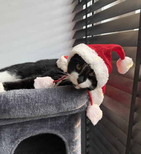 Kat Europese korthaar of huiskat