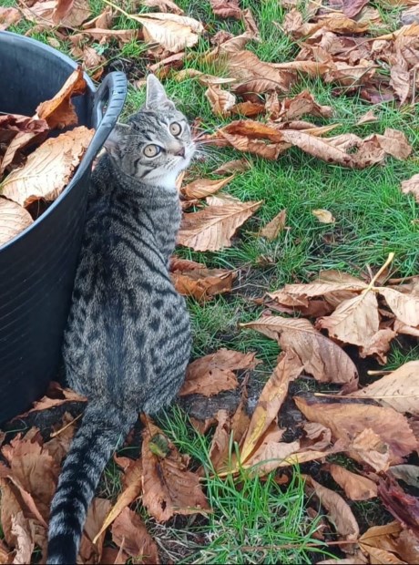 Kat Europese korthaar of huiskat