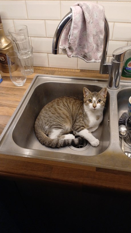 Kat Europese korthaar of huiskat