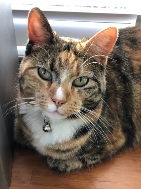 Kat Europese korthaar of huiskat