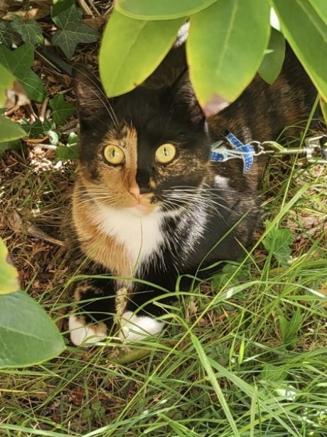 Kat Europese korthaar of huiskat