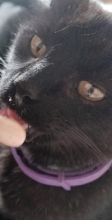 Kat Europese korthaar of huiskat