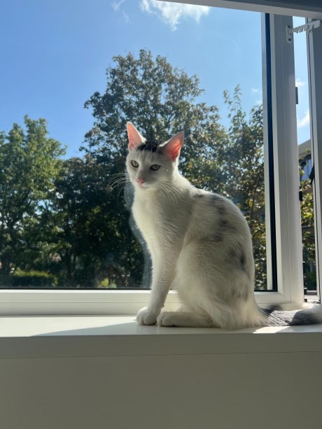 Kat Europese korthaar of huiskat