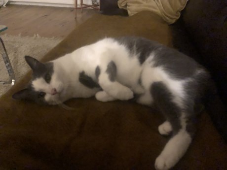 Kat Europese korthaar of huiskat