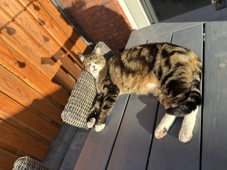 Kat Europese korthaar of huiskat