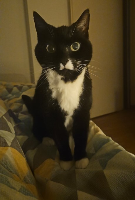 Kat Europese korthaar of huiskat