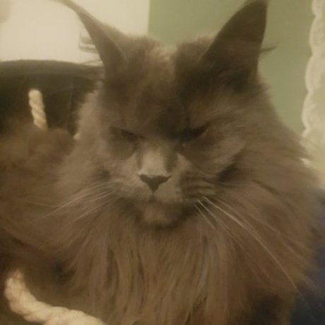 Kat Maine Coon
