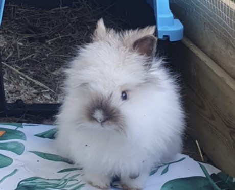 Knaagdier / Haasachtige Konijn