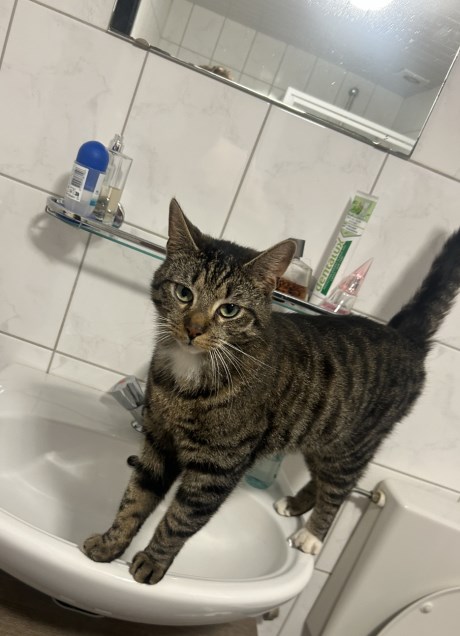 Kat Europese korthaar of huiskat