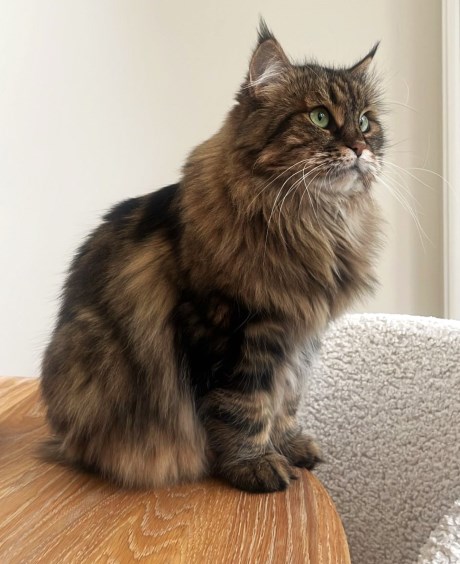 Kat Boskat/Siberisch