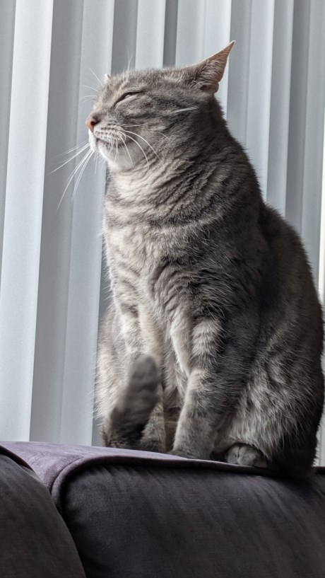 Kat Europese korthaar of huiskat