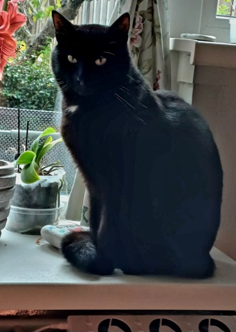 Kat Europese korthaar of huiskat