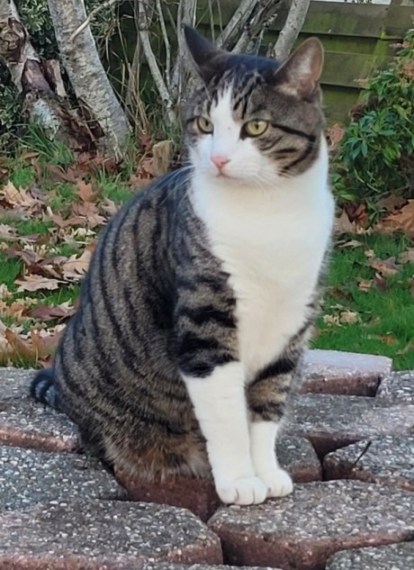 Kat Europese korthaar of huiskat