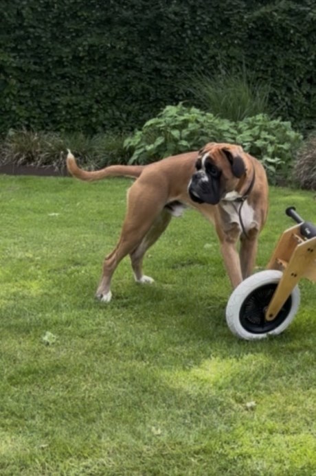 Hond Boxer