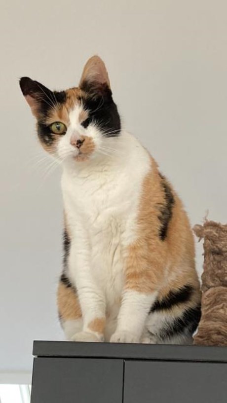 Kat Europese korthaar of huiskat