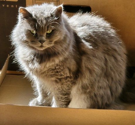 Kat Brits langhaar X