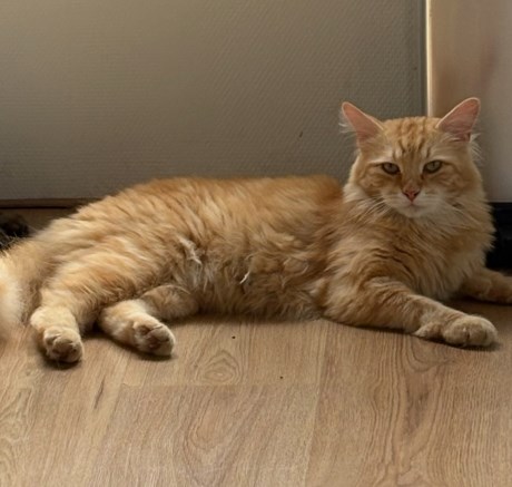 Kat Boskat/Siberisch