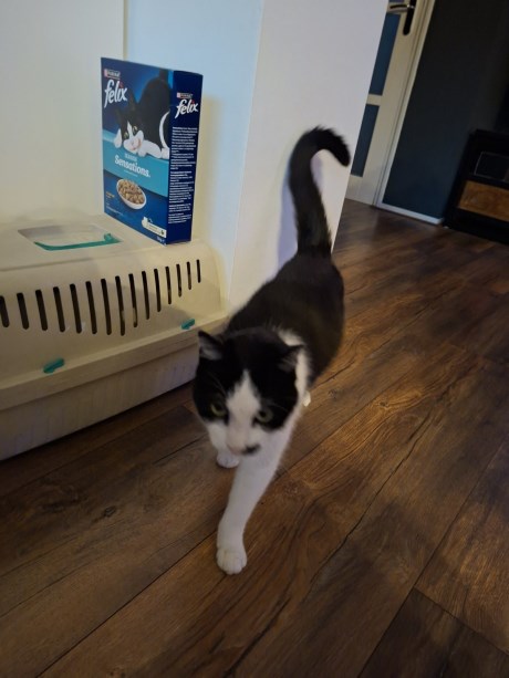 Kat Europese korthaar of huiskat