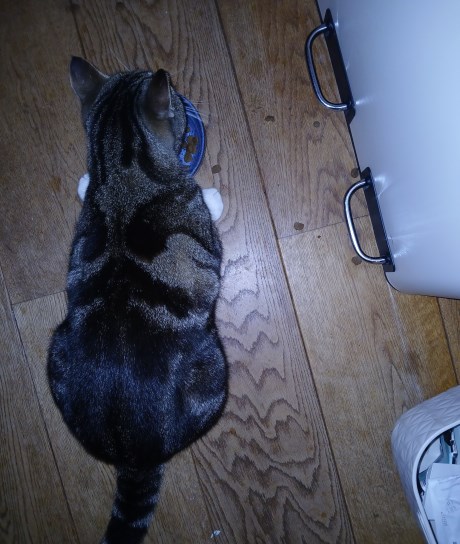 Kat Europese korthaar of huiskat