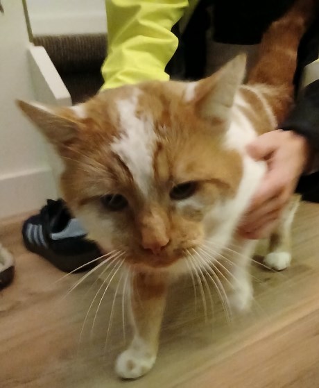 Kat Europese korthaar of huiskat