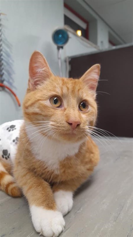 Kat Europese korthaar of huiskat