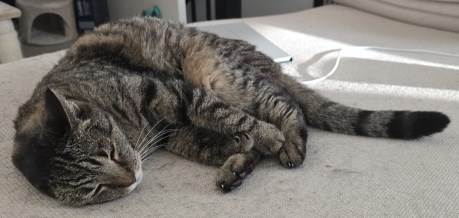 Kat Europese korthaar of huiskat