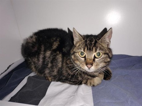 Kat Europese korthaar of huiskat