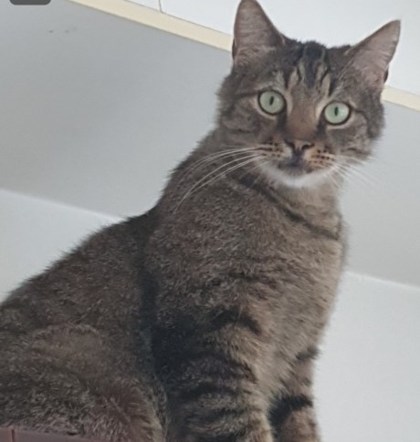 Kat Europese korthaar of huiskat