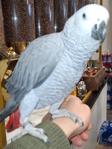 Vogel (Dwerg-)papegaai