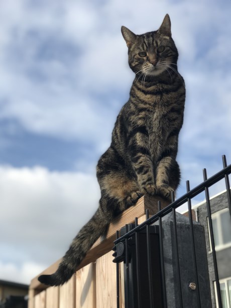 Kat Europese korthaar of huiskat