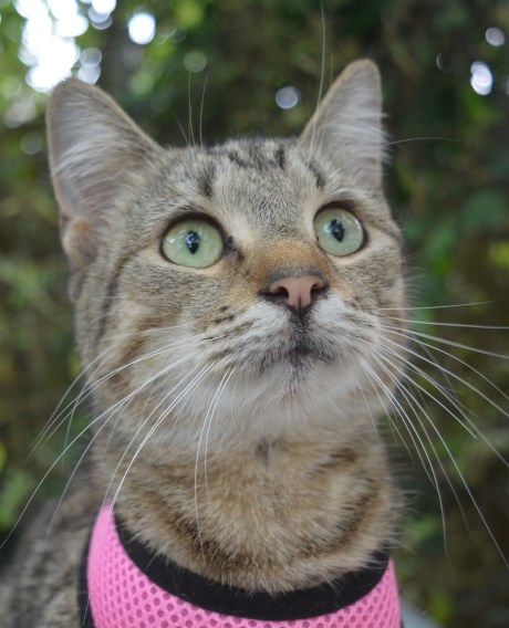 Kat Europese korthaar of huiskat