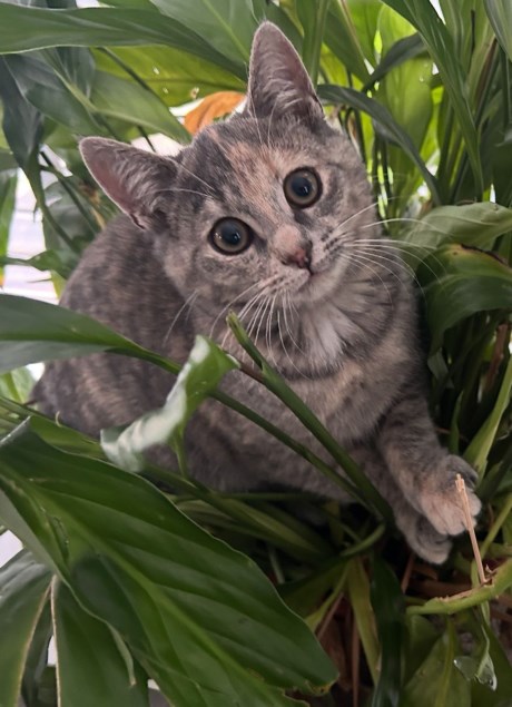 Kat Europese korthaar of huiskat