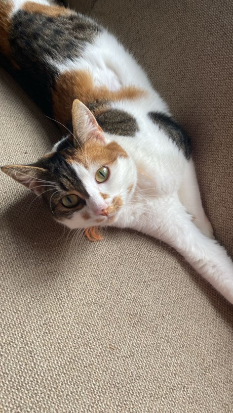 Kat Europese korthaar of huiskat