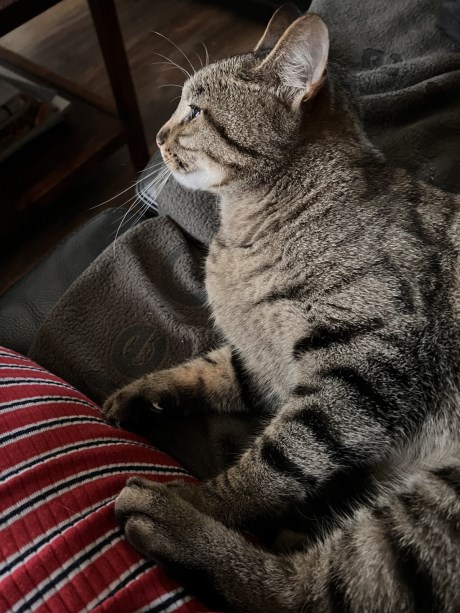 Kat Europese korthaar of huiskat