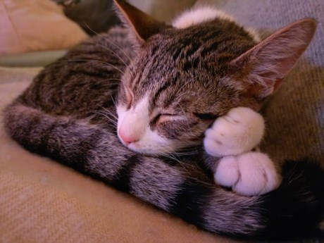 Kat Europese korthaar of huiskat