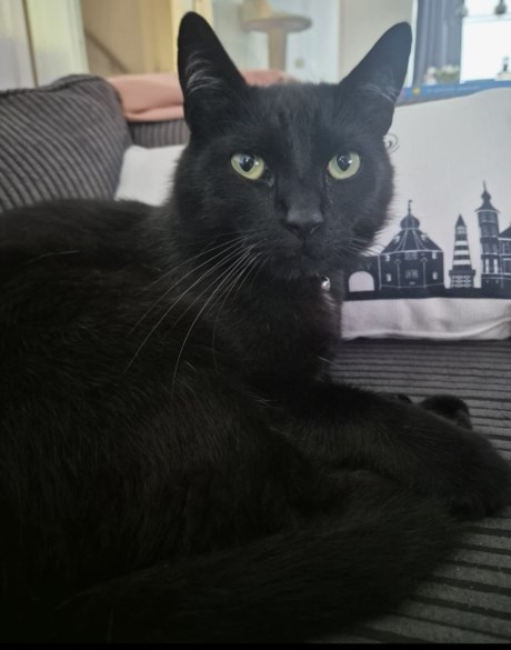 Kat Europese korthaar of huiskat