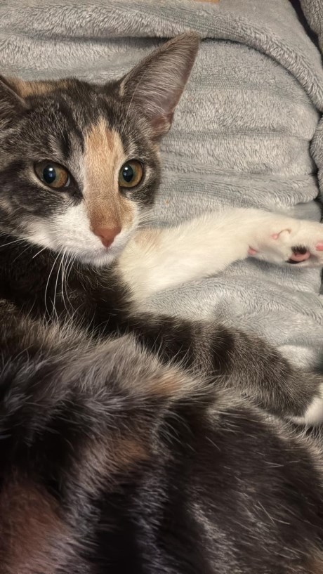 Kat Europese korthaar of huiskat