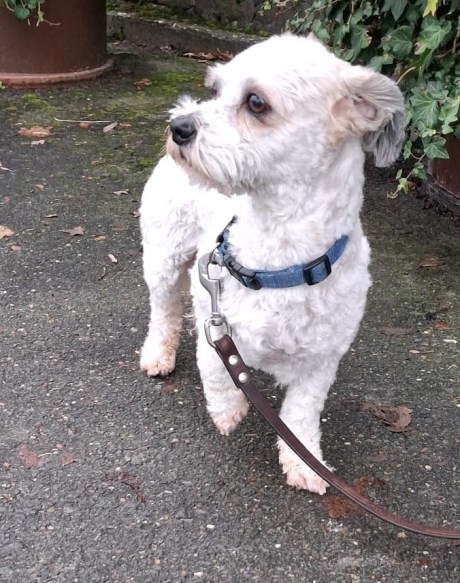 Hond Maltezer leeuwtje