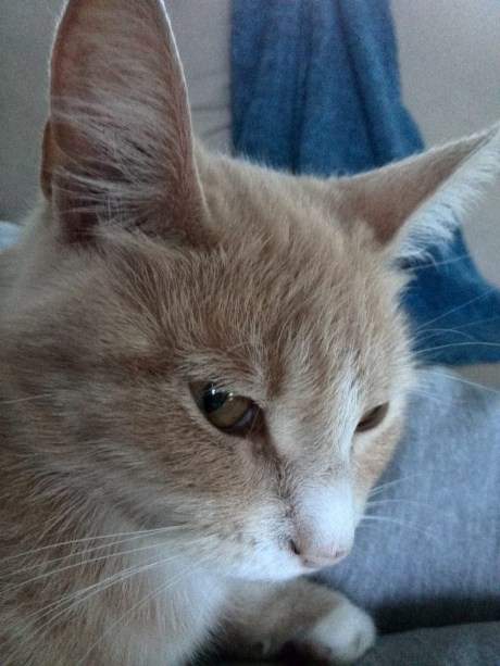 Kat Europese korthaar of huiskat