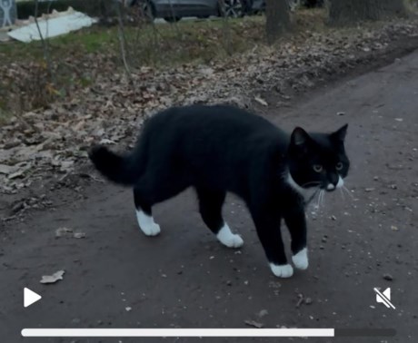 Kat Europese korthaar of huiskat