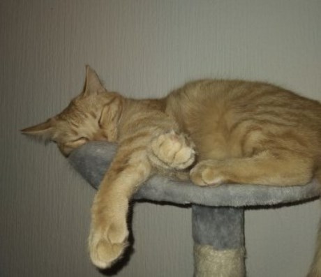 Kat Europese korthaar of huiskat