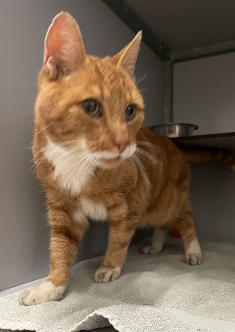 Kat Europese korthaar of huiskat