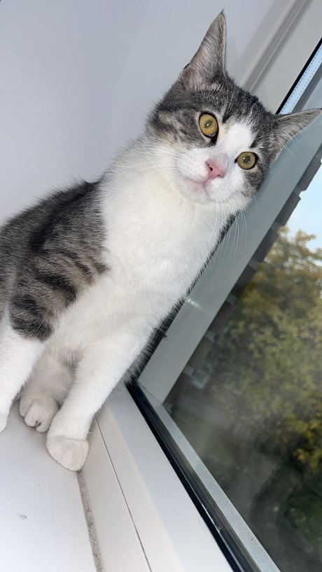 Kat Europese korthaar of huiskat