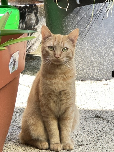 Kat Europese korthaar of huiskat