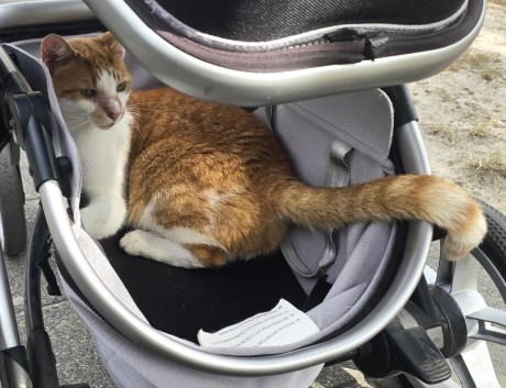 Kat Europese korthaar of huiskat